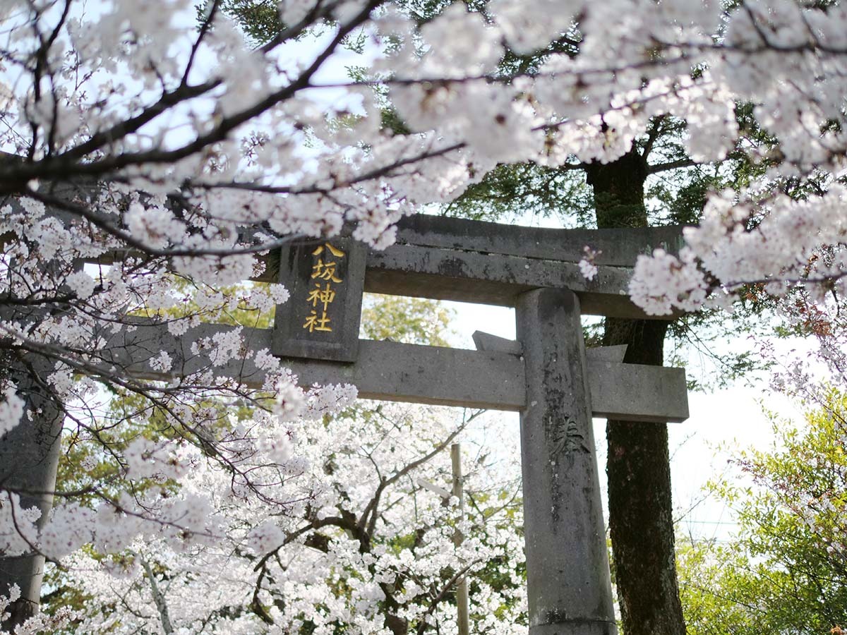 八坂神社の桜 2021: T2O diary